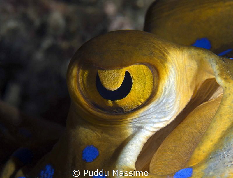 stingray blue spotted by Puddu Massimo 