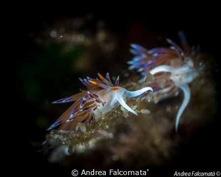 Cratena by Andrea Falcomata' 