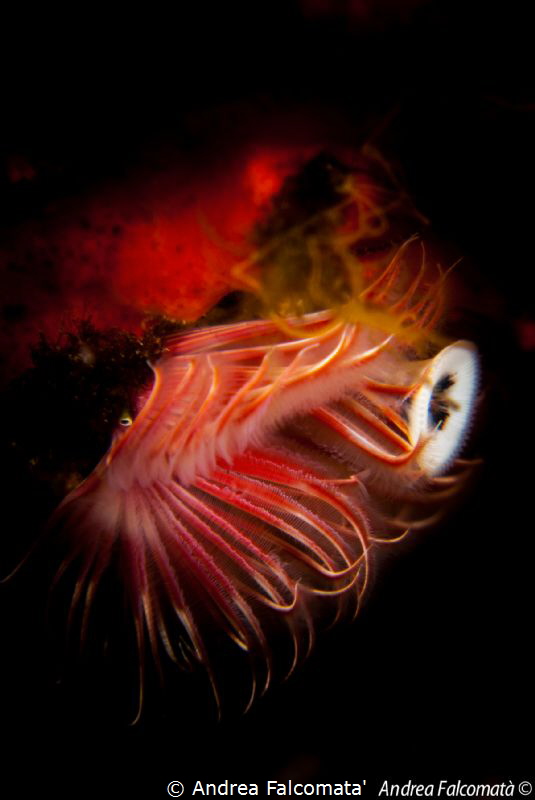 Serpula by Andrea Falcomata' 
