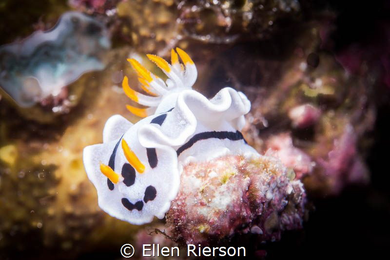 "All Smiles" Canon T2i/100mm macro; f/22; 1/125; ISO100 by Ellen Rierson 