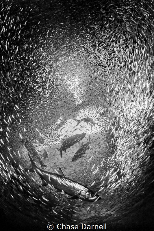 "Twister"
Swirling Tarpon feeding on Silversides. by Chase Darnell 