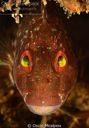 blenie eyes by Oscar Miralpeix 