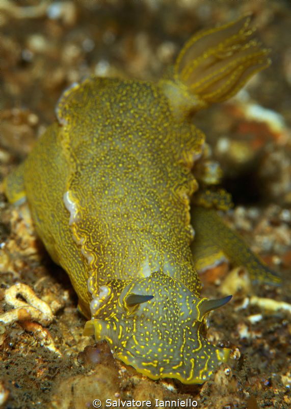 Nudi by Salvatore Ianniello 