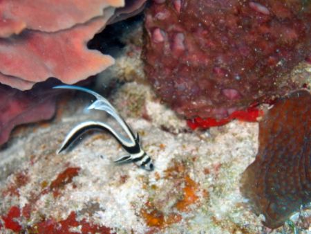 Taken in Cozumel by Stephanie Puttre 