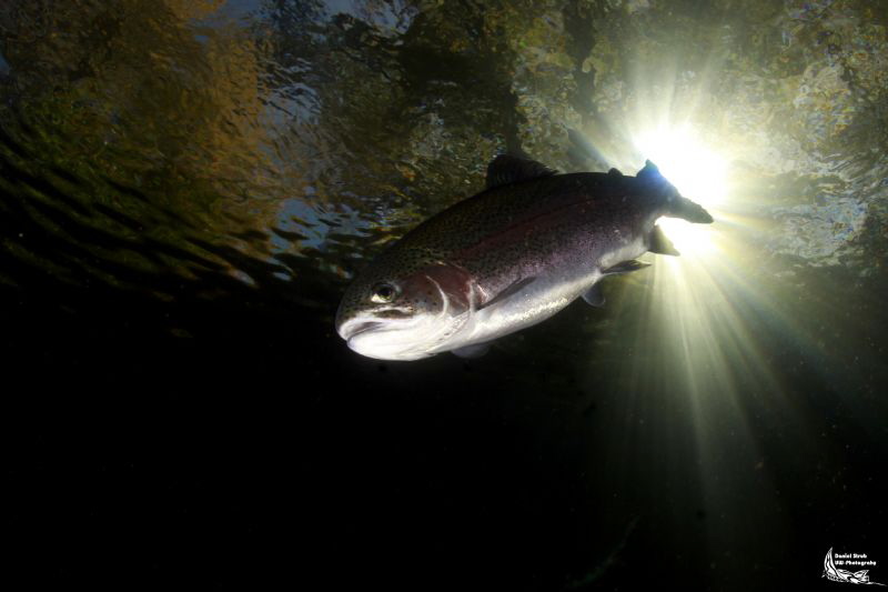 Trout in a small pond :-D by Daniel Strub 