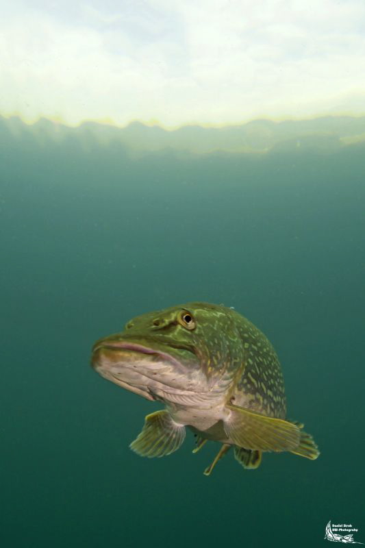 Pike in a small pond :-D by Daniel Strub 