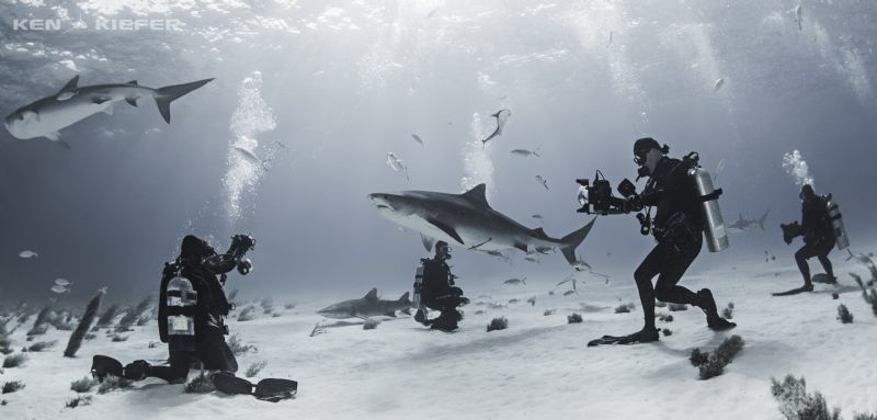 Tiger Sharks on Parade by Ken Kiefer 