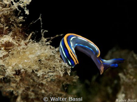 "Ready to jump" by Walter Bassi 