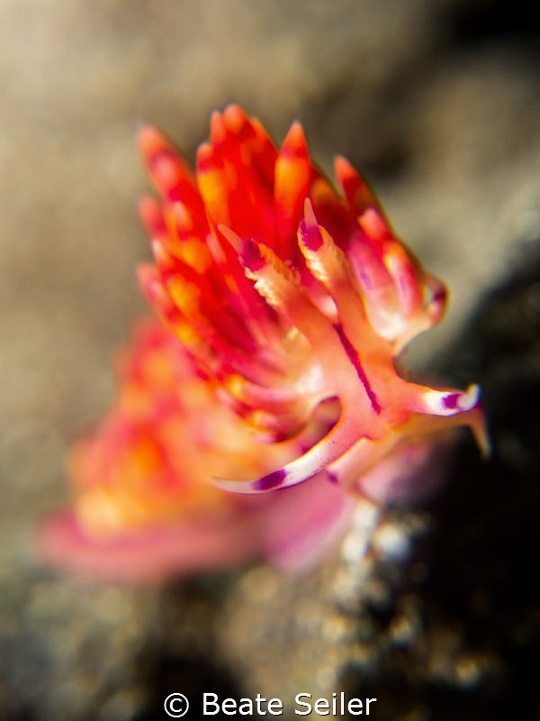 Nudi by Beate Seiler 