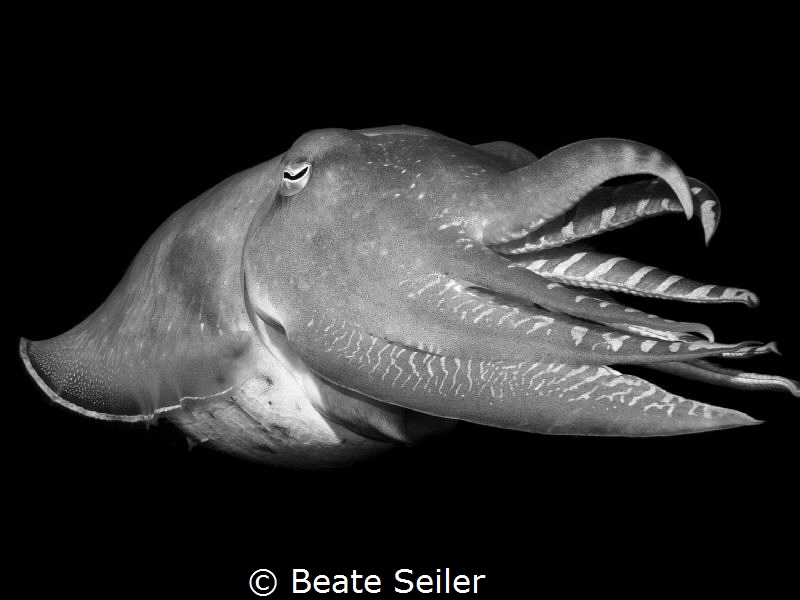 Cuttlefish by Beate Seiler 