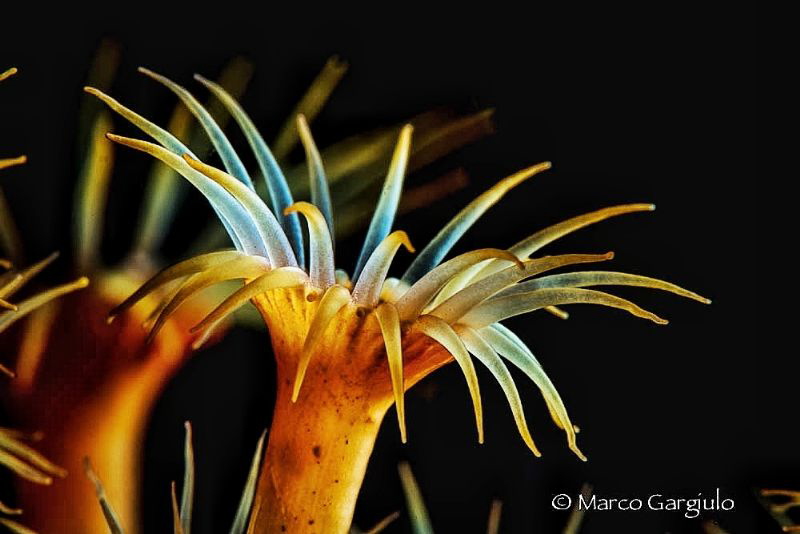 Parazoanthus by Marco Gargiulo 