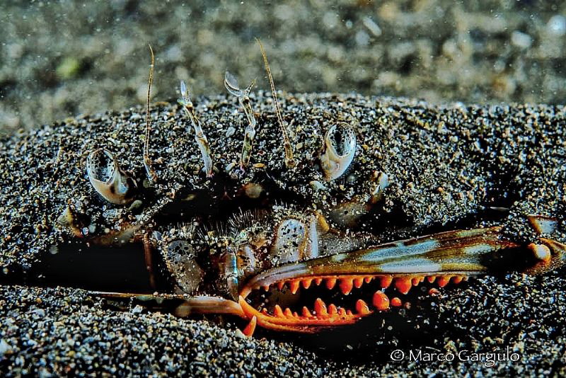 Crab in red by Marco Gargiulo 