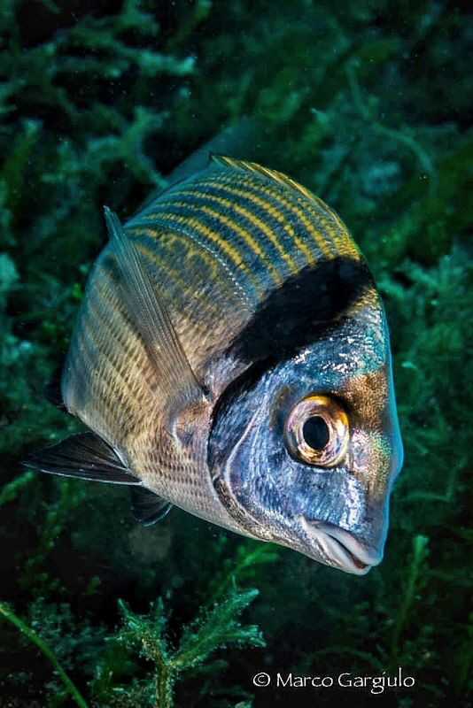 Diplodus vulgaris by Marco Gargiulo 