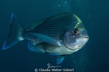 hey you .... diver.... by Claudia Weber-Gebert 