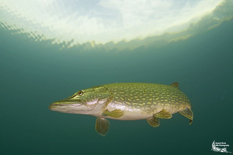 Pike in a small pond :-D by Daniel Strub 