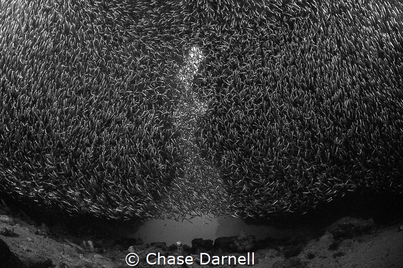"Low and Steady"
Silversides putting on a show, like alw... by Chase Darnell 