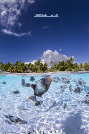 Over-under in Tikehau Lagoon by Cangemi Paul 