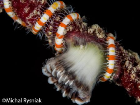 Brittlestar by Michal Rysniak 