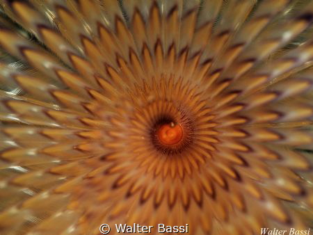 "Hypnotic" by Walter Bassi 