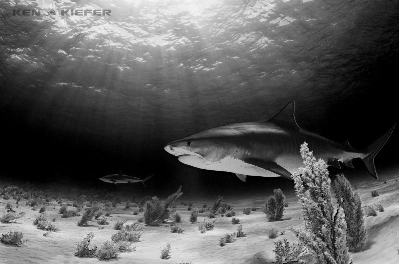 Tiger Shark with a Reef Shark in the background
Tiger Be... by Ken Kiefer 