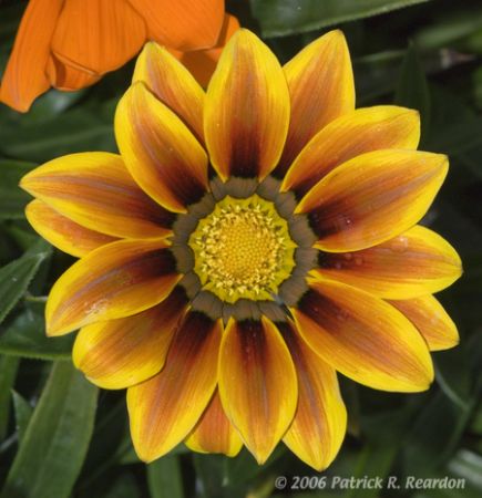 Flowers at the general store on the Ulupalakua Ranch, upc... by Patrick Reardon 