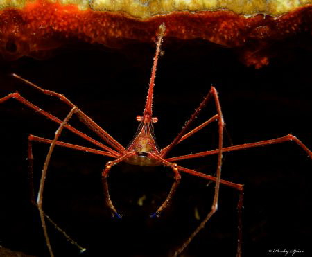 Yellowline Arrow Crab (Stenorhynchus seticornis)
St Luci... by Henley Spiers 