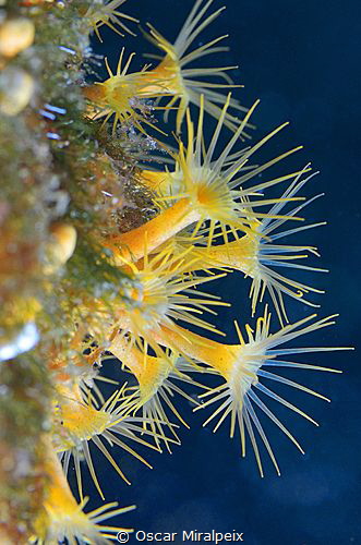 yellow beauty by Oscar Miralpeix 