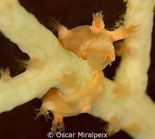 tritonia sp.  (size usually arround 6/7 mm) by Oscar Miralpeix 