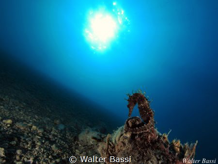 The King on the throne by Walter Bassi 