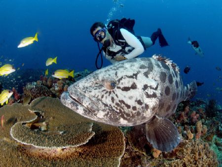 a friendly potato bass makes our dive very special.taken ... by Fiona Ayerst 