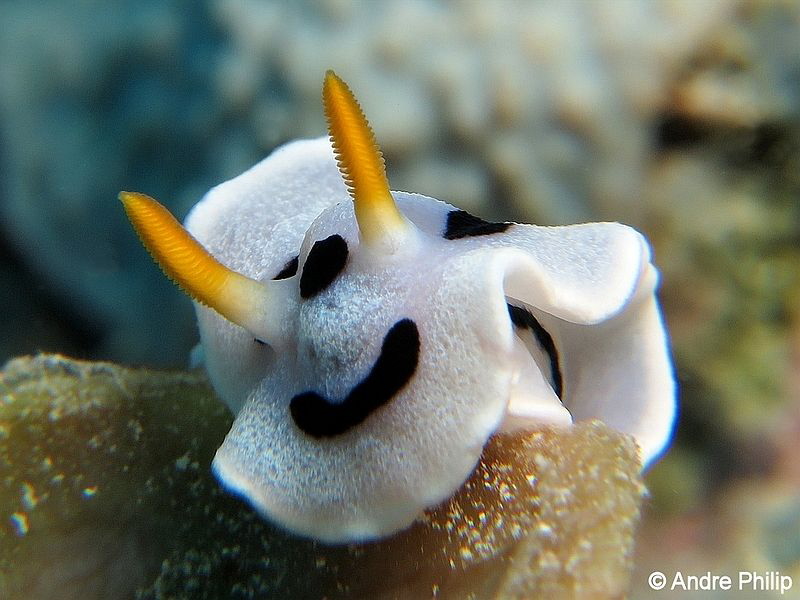 "Just one more step" - climbing Chromodoris michaeli
Nun... by Andre Philip 