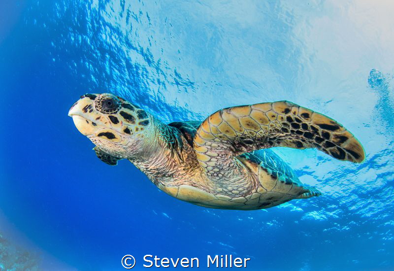 Cruising by Steven Miller 
