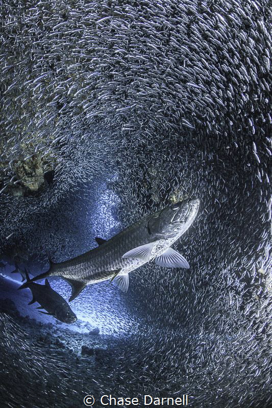 "Back for More" 
Tarpon preparing for some lunch. by Chase Darnell 