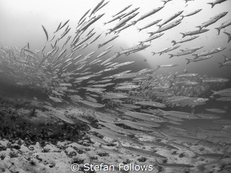 woooooooshhh ... ! Chevron Barracuda - Sphyraena qenie. S... by Stefan Follows 