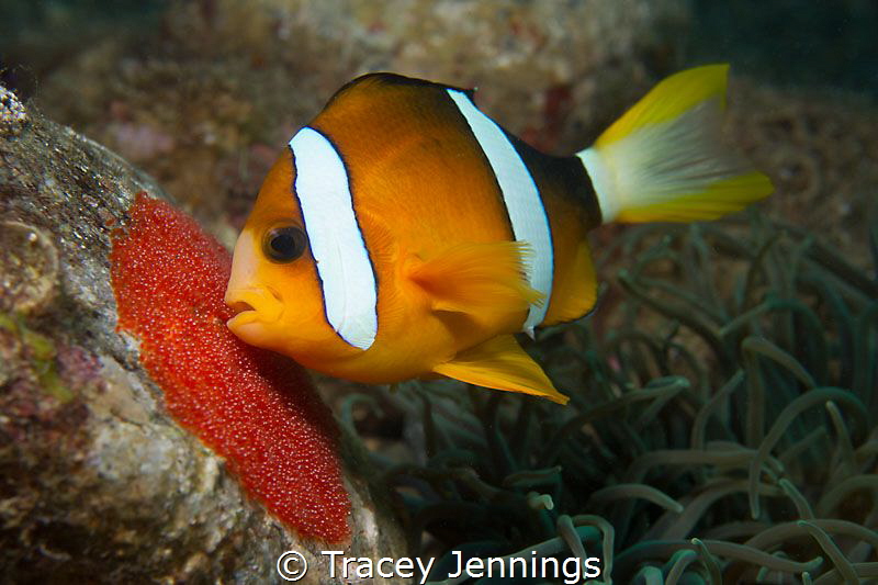 Caring father .. by Tracey Jennings 