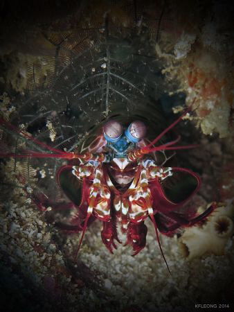 Peacock Mantis Shrimp by Kf Leong 