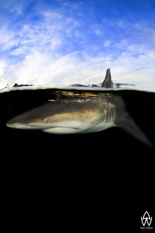 "Cutting Edge"

It took a while to get this image and n... by Allen Walker 