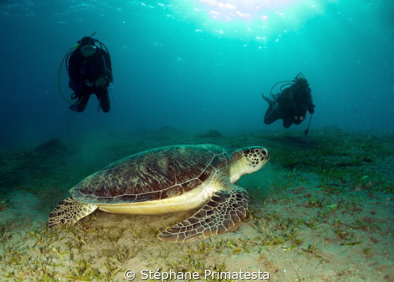 Green turtle and divers by Stéphane Primatesta 