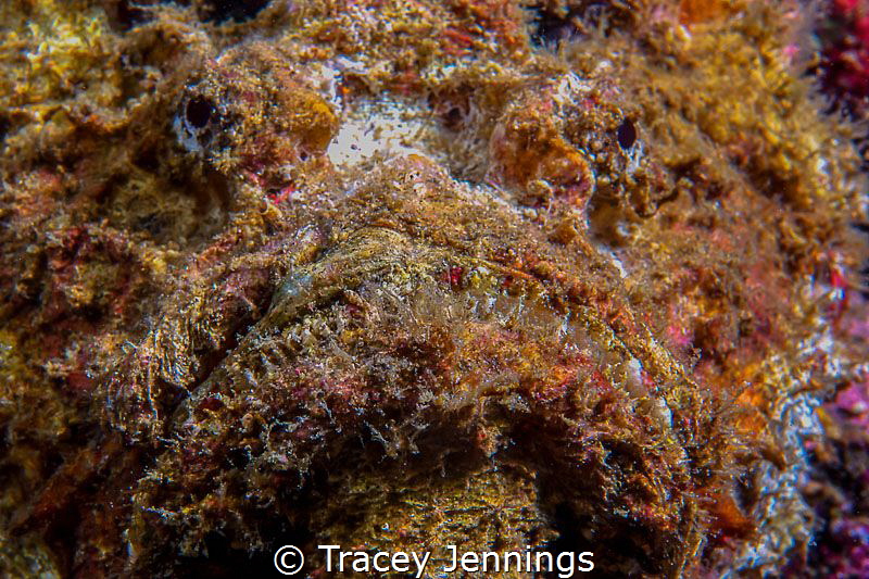 A face only a mother could love .. by Tracey Jennings 