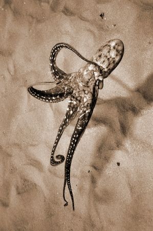 Sepia cast. by Glenn Poulain 