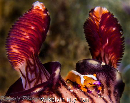 Emperor shrimp on a nudibranch by Kelvin H.y. Tan 
