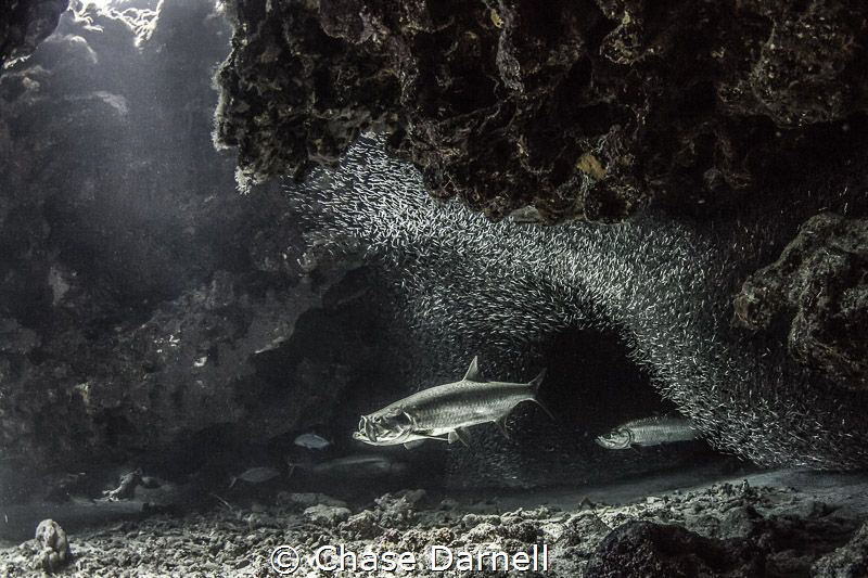 "Open Wide" 
Tarpon opening wide as he just finished a p... by Chase Darnell 