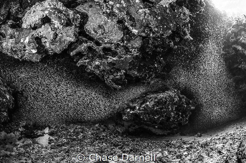 "Taking Over"
Silversides might be one of the coolest th... by Chase Darnell 
