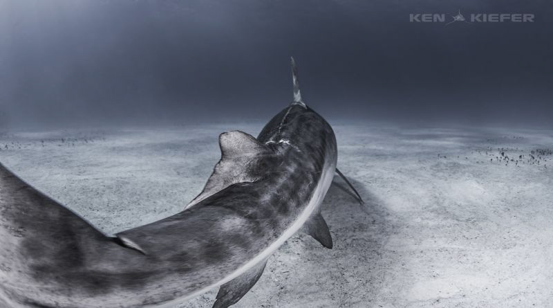 Prehistoric Tail - Emma, the well known TigerShark from a... by Ken Kiefer 