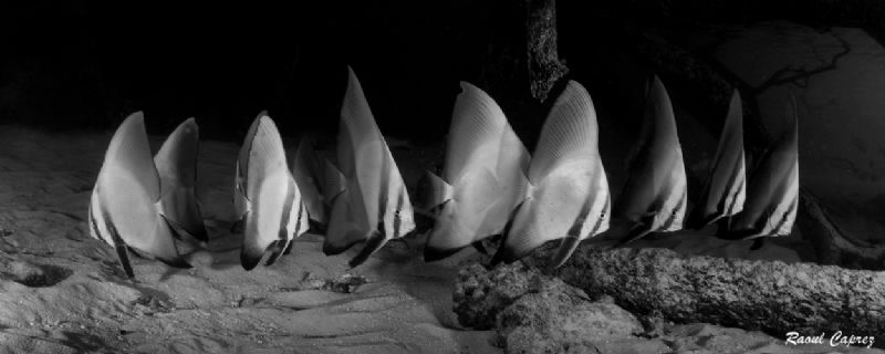 B&W school by Raoul Caprez 
