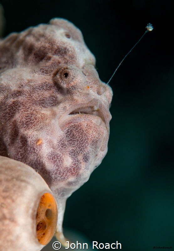 Jack-O-Lantern! Something Special. Bonaire by John Roach 