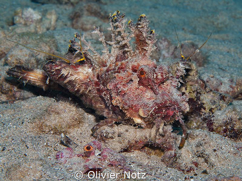 Red Sea Walkman - where is the second one? by Olivier Notz 