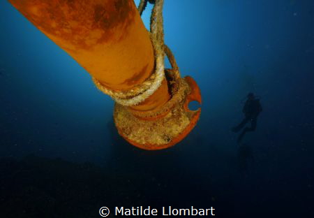 Thistlegorm by Matilde Llombart 