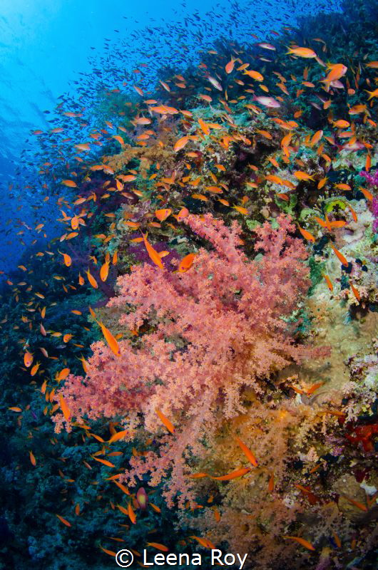 Reefscape by Leena Roy 