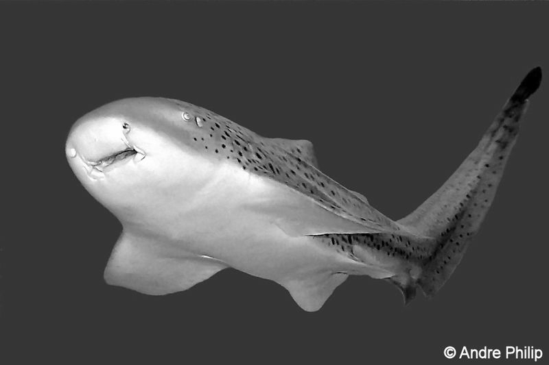 Close encounter with a Leopard Shark (Zebra Shark) by Andre Philip 